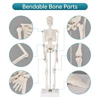 Modelo de Esqueleto Humano de PVC de 45 cm con Músculos y Columna Vertebral, Certificado CE/ISO, para Uso en Escuelas de Medicina