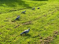 Épouvantail à oiseaux volant de haute qualité avec un déguisement de pigeon de chasse en plastique étendu pour effrayer les oiseaux