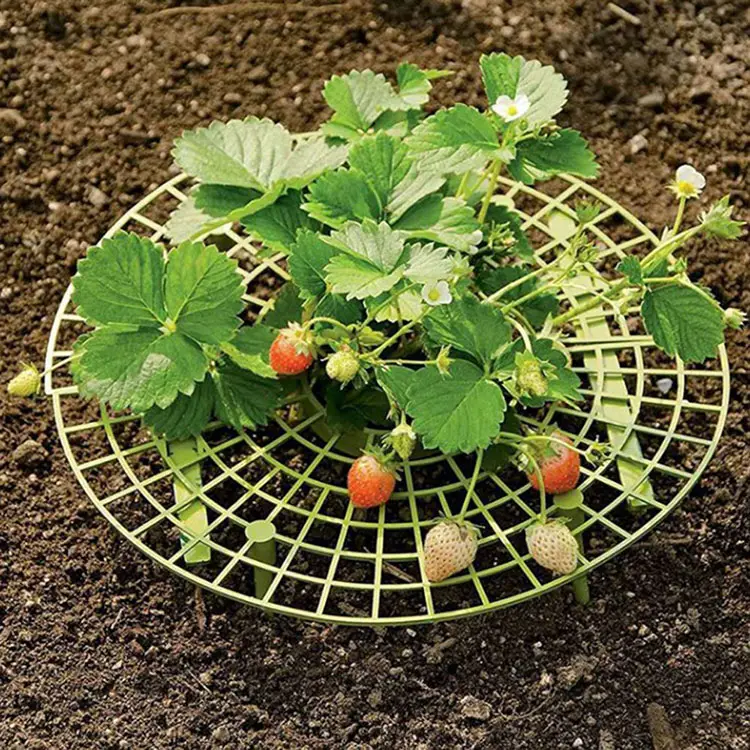 Présentoirs à fraises en plastique, 2 pièces, Supports de fraises avec 3 pieds, pour garder les plantes en place, support de stockage