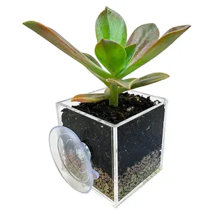 Opknoping Bloem Planter Box Indoor Plant Potten Vierkante Vorm Kleine 3X3X3 Transparant Acryl Venster Planter