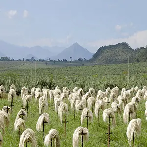 Serat Sisal untuk Gypsum, Rambut Gypsum Dijual