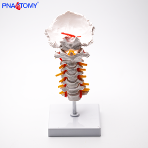 نموذج لـ 7 فصوص عنقية بشرية مع القرص الفقري الخلفي للعنق والأعصاب وشريان الرقبة - Product Image 2