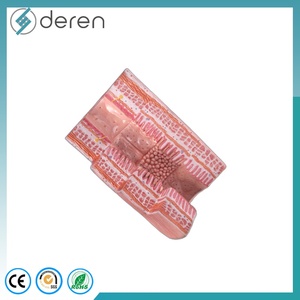 แบบจำลองกายวิภาคระบบย่อยอาหารของมนุษย์ 4 ส่วน ขนาดเท่าของจริง ทำจาก PVC สำหรับการศึกษาทางวิทยาศาสตร์การแพทย์และชีววิทยา - Product Image 4