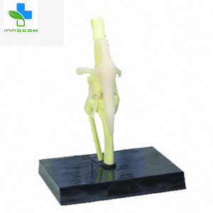 <span class=keywords><strong>3d</strong></span> कुत्ते घुटने संयुक्त मॉडल चिकित्सा विज्ञान कुत्ते कुत्ते घुटने संयुक्त संरचनात्मक मॉडल जीवन आकार पीवीसी कुत्ते घुटने संयुक्त शरीर रचना विज्ञान मॉडल - Product Image 3