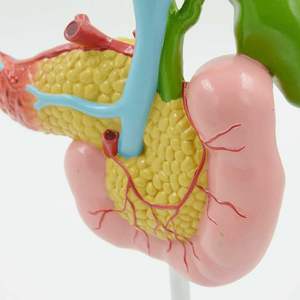 Model Pancreas, Duodenum, dan Kandung Empedu Manusia Ukuran Asli KyrenMed dengan Pembuluh Darah & Saraf - Product Image 2