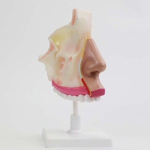 Modèle d'anatomie de la cavité nasale Qinghua : un modèle de démonstration visuelle de la structure de la cavité nasale humaine et un outil pédagogique biologique - Product Image 2
