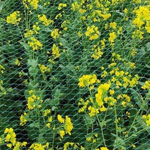 Rete Estrusa Anti-Uccelli per Giardino - Rete a Maglia Diamantata 5gsm/7gsm Protegge Verdure, Frutta e Alberi - Product Image 2