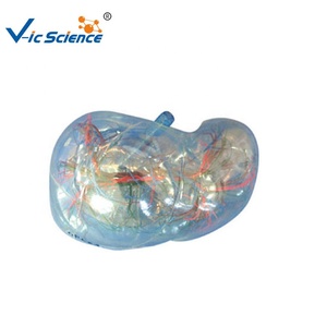 Modèle de segment de foie humain en PVC transparent pour la formation médicale et la <span class=keywords><strong>recherche</strong></span> dans les écoles - Product Image 1