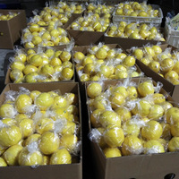 Citron frais sans pépins de haute qualité en gros, avec une durée de conservation de 60 jours, stockage à froid pour l'exportation
