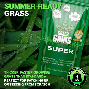 Gazon Premium à Croissance Rapide, Sachet de 1KG, Ryegrass Perennial/Fescue Rouge Grimpante, Traitement Headstart Gold pour Pots de Fleurs et Jardinières - Product Image 4