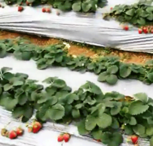 Prix usine chinois plastique perforé LDPE fraise tomate 25mic 20mic film de paillis/papier de <span class=keywords><strong>paillage</strong></span> agricole pour l'ensemencement - Product Image 5