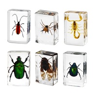 Set de Especímenes de Insectos Reales en Resina, Hecho a Mano, Bloque de Colección de Insectos en Acrílico Transparente, Entomología, Educación Científica, Decoración de Escritorio, Regalo