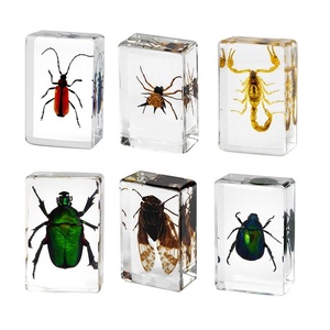 Ensemble de spécimens d'insectes réels en résine personnalisés, collection de insectes en acrylique transparent faite <span class=keywords><strong>à</strong></span> la main, bloc d'entomologie, éducation scientifique, décoration de bureau, cadeau - Product Image 2