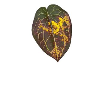 Feuilles artificielles de Monstera Meiyu Craft Flower Factory, 30cm-100cm, branche, décoration de mariage et de maison, rayures vertes, jaunes et blanches - Product Image 5
