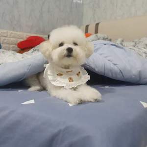 Haute qualité usine dessin animé imprimé Polyester animal chat bavoir Bichon Teddy chien Bandanas salive fournitures hiver Style doux Design - Product Image 3