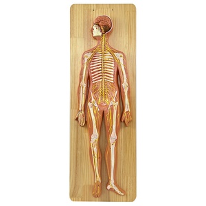 Modelo de Anatomía <span class=keywords><strong>del</strong></span> <span class=keywords><strong>Sistema</strong></span> <span class=keywords><strong>Nervioso</strong></span> Humano, Modelo <span class=keywords><strong>del</strong></span> <span class=keywords><strong>Sistema</strong></span> <span class=keywords><strong>Nervioso</strong></span> Central, Modelo <span class=keywords><strong>del</strong></span> <span class=keywords><strong>Sistema</strong></span> Cerebroespinal - Product Image 1
