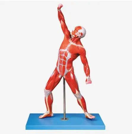 نموذج عضلات إنسان (تشريح العضلات في حالة الحركة)