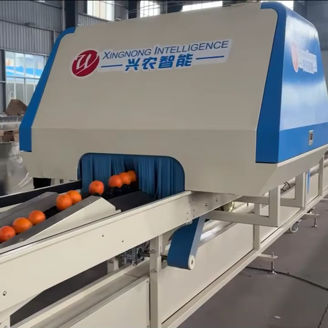 Citrus Fruit Sorting Machine for Citrus Fruit Raw Material Screening-Multifunctional Automatic Sorter for Fruit Processing Plant