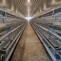Viande volaille h type couche poulet cage 4 niveaux entièrement automatique animal et équipement d'élevage de volaille