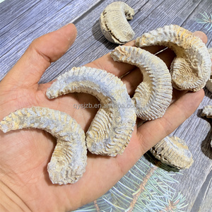 Fósil de Ostra Rastellum con Nervaduras Distintivas, Espécimen Bivalve del Cretácico Tardío para Investigación Geológica y Exhibición Paleontológica de Escritorio - Product Image 6