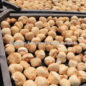 Vente en gros d'herbes saines de crinière de lions de qualité supérieure séchées de 5 à 8cm Champignon intelligent pour la culture biologique naturelle du thé et du café gommeux - Product Image 4