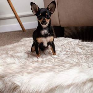 SUREWALHOME Lit pour <span class=keywords><strong>chien</strong></span> de luxe en fausse fourrure Lit pour <span class=keywords><strong>chien</strong></span> orthopédique <span class=keywords><strong>Tapis</strong></span> pour <span class=keywords><strong>chien</strong></span> en mousse à mémoire de forme <span class=keywords><strong>Tapis</strong></span> moelleux pour chiot avec couverture souple lavable - Product Image 3