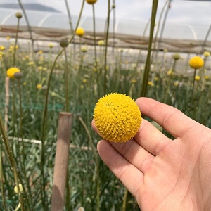Ramo de flores para decoración de boda, guirnalda de Navidad, Bola de flores secas, crasdica, bolas amarillas, <span class=keywords><strong>Billy</strong></span>, flores secas - Product Image 2