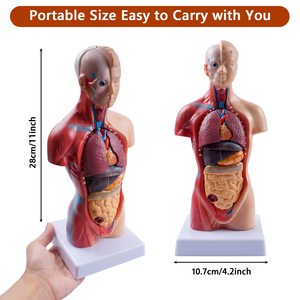 <span class=keywords><strong>Cuerpo</strong></span> <span class=keywords><strong>humano</strong></span> de 26 cm, modelo de Torso médico, muñeca de anatomía, 15 piezas extraíbles, modelo de órganos educativos para enseñanza, clase de estudio, estudiantes - Product Image 3