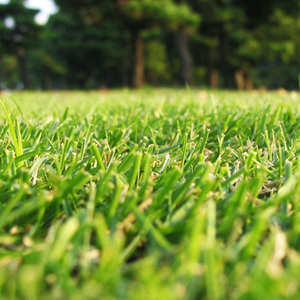 Semillas de Césped Rustique Rustico 875g, Cobertura de 35m, Germinación Rápida, Para Todo Tipo de Terreno - Product Image 4