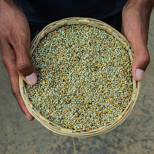grano de bajra dorado premium - Product Image 1
