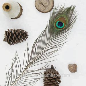 ريش طاووس طويل ذو عين كبيرة للبيع بسعر رخيص - Product Image 4