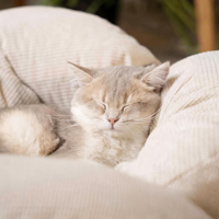 Lit surélevé moderne pour chat en gros, mobilier pour animaux de compagnie avec cadre en bois, chaise longue rembourrée de luxe pour chat et petits chiens, faible MOQ