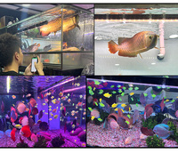 Semaine Aqua Wifi APP Aquarium Lumières Dragon Fish Aquarium Lampe Arowana Led Lumière Tube pour Fish Tank