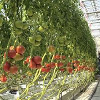 Serre agricole multi-chapelles Sinok, projet clé en main, film plastique transparent PE résistant aux UV, kit complet pour serre à tomates