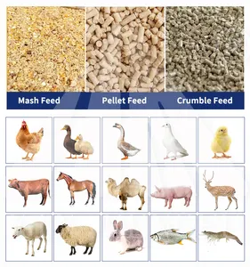 Penggunaan Pertanian 100-1000Kg Pellet Mill Ternak Domba Babi Hewan Kecil Pakan Ayam Pabrik Pakan Unggas
