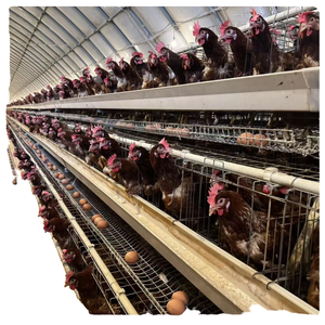 Prix des cages à poulets commerciales, <span class=keywords><strong>type</strong></span> 3/4 niveaux, cages à poules pondeuses, cages à poulets en batterie pour les élevages avicoles en Afrique du Sud - Product Image 1