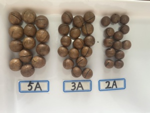 Chất lượng tốt giá bán buôn khô hạt <span class=keywords><strong>Macadamia</strong></span> khỏe mạnh Hạt <span class=keywords><strong>Macadamia</strong></span> cho bữa ăn nhẹ - Product Image 6