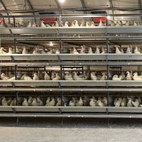 Cage à poulets de type H entièrement automatique pour l'élevage de poulets pondeurs
