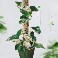 12 pouces 16 pouces 19 pouces Garden Plant Support Stakes Moss Pole pour plantes