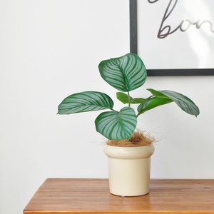 Faux calathea orbifolia พืชเทียมที่แตกต่างกันอย่างหรูหราสำหรับการออกแบบตกแต่งภายในที่ทันสมัย - Product Image 1