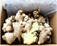 Gingembre blanc frais de qualité supérieure, gingembre chinois en racine, 25 kg, norme d'exportation pour l'assaisonnement alimentaire, par Xinyouju