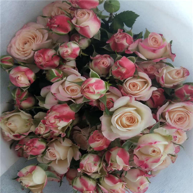 Burbujas de refracción (10)