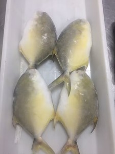 Buena Oferta, Suministro de Pescado Pomfret Dorado Entero de 300-400g, 400-600g, <span class=keywords><strong>Trachinotus</strong></span> <span class=keywords><strong>Ovatus</strong></span> - Product Image 2