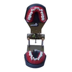 Modelo de Dientes Tipodonto para Entrenamiento de Ortodoncia Dental - Product Image 6