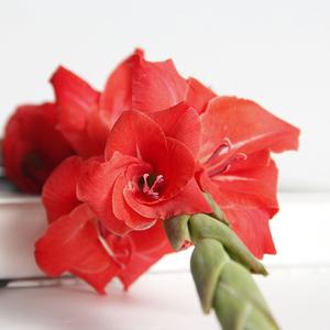 Bunga Gladiolus Segar Potong Berkualitas Tinggi Ekspor dari Cina 10 Tangkai 80-100cm untuk Dekorasi Meja Rumah, Rangkaian Bunga, Buket, DIY - Product Image 6