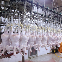 Abattage de poulet Choc électrique Tuer des oiseaux Ligne d'abattage de poulet automatique 500 Bph