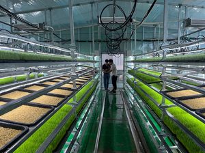 Granja forraje hidropónico crecimiento Sistema de contenedor de envío de contenedor de tipo de uso agrícola - Product Image 3