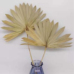Nouveau conçu fleur séchée feuille d'éventail feuille de palmier séchée naturelle pour la décoration de fête de mariage Vase bureau maison Boho décor - Product Image 4