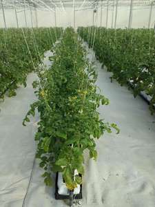 Offre Spéciale Légumes Fruits Fleurs Fraise Structure Stable Pc Feuille <span class=keywords><strong>Culture</strong></span> Hors Sol - Product Image 3