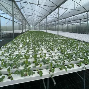 G&N Hydroponics Farm Systems Greenhouse Wholesale NFT Channel Hydroponics System For Agricultural Greenhouse